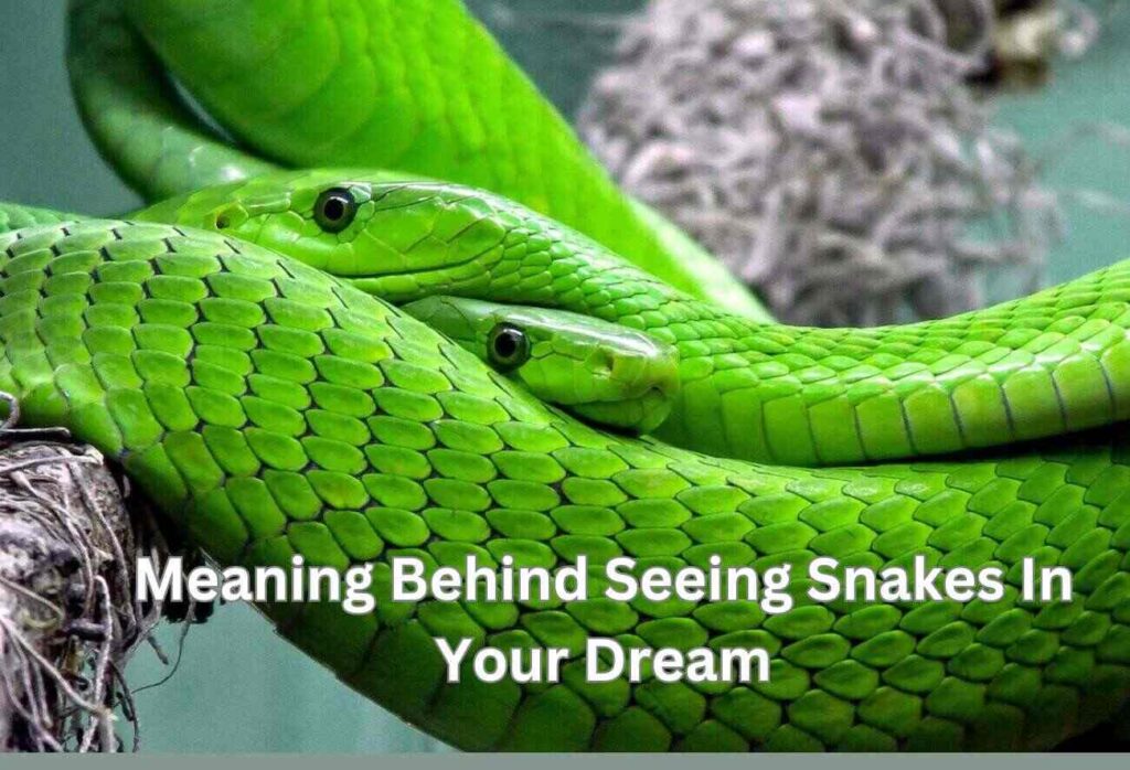 Meaning Behind Seeing Snakes In Your Dream