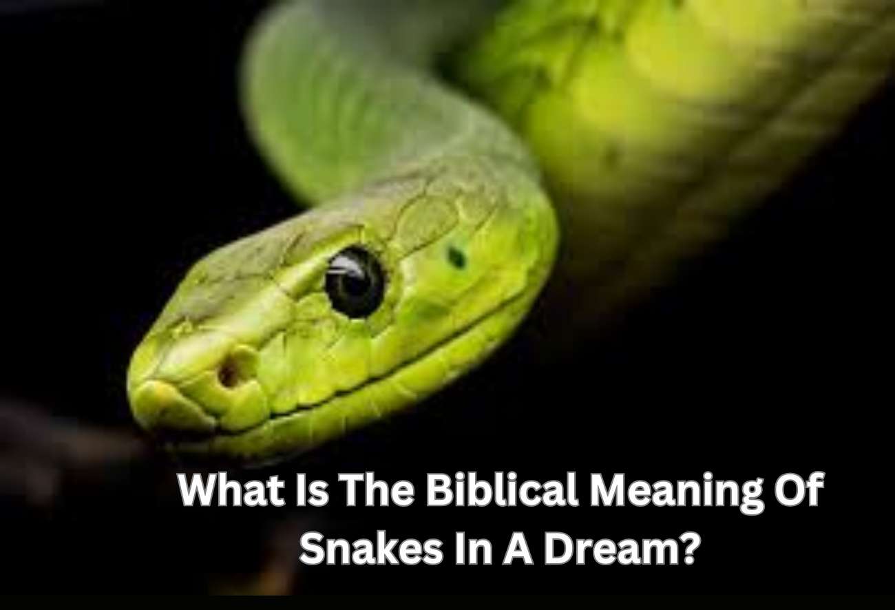 What Is The Biblical Meaning Of Snakes In A Dream?